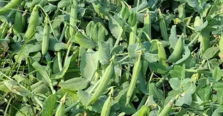 উচ্চ দাম ও লাভের আশায় শেরপুরে বাড়ছে মটরশুঁটি চাষ